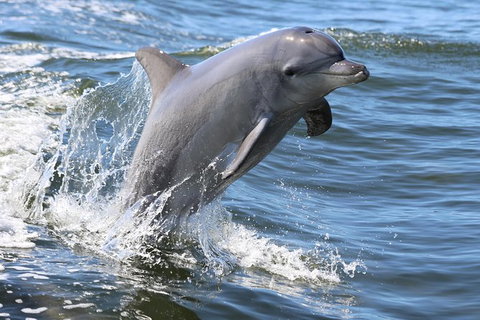 Mandurah Dolphin Island Adventure - Accommodation Coffs Harbour 11