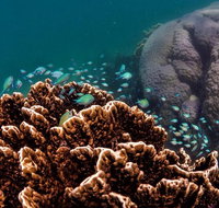 Ningaloo Reef or Muiron Islands Snorkeling and Wildlife Adventure - Accommodation Coffs Harbour