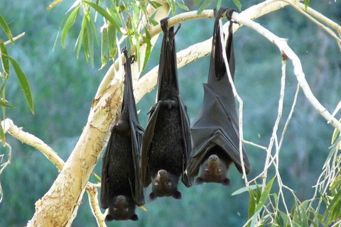Amazing Windjana Gorge And Tunnel Creek Adventure From Broome - Accommodation Coffs Harbour 1