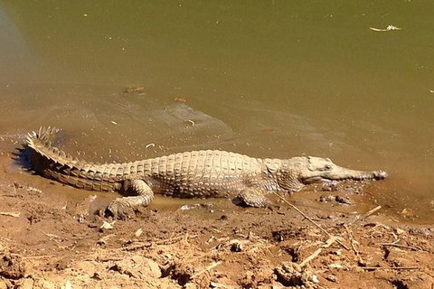 Amazing Windjana Gorge And Tunnel Creek Adventure From Broome - Accommodation Coffs Harbour 7