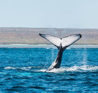 Ningaloo Reef Eco Tours - Accommodation Coffs Harbour