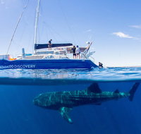 Ningaloo Whale Shark Swim on a Luxury Sailing Catamaran - Accommodation Coffs Harbour