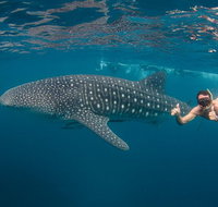 Ningaloo Reef Whale Shark Snorkeling Adventure Apr-July - Accommodation Coffs Harbour