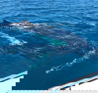 Busselton Whale Watching - Accommodation Coffs Harbour