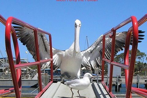 Kalgan Queen Scenic Cruises A Four Hour Sheltered Water Wildlife Tour Daily Fun. - Accommodation Coffs Harbour 4