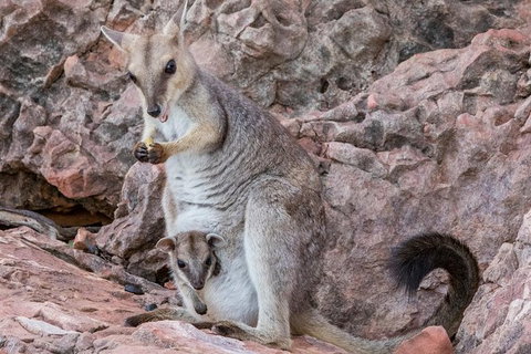 Lake Argyle Morning Cruise - Accommodation Coffs Harbour 6