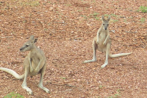 Lake Argyle Morning Cruise - Accommodation Coffs Harbour 9
