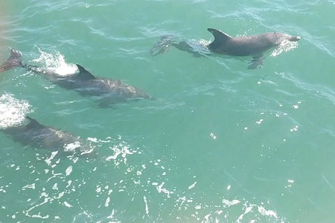 Pirate Ship Lunch Cruise (1.5hr) - Accommodation Coffs Harbour 8