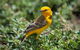 Lake Argyle Birdwatching Charter - thumb 5