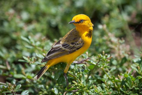 Lake Argyle Birdwatching Charter - Accommodation Coffs Harbour 5