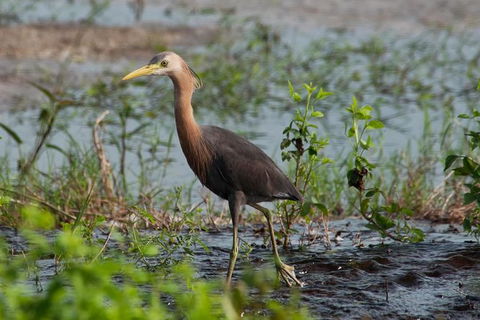 Lake Argyle Birdwatching Charter - Accommodation Coffs Harbour 9