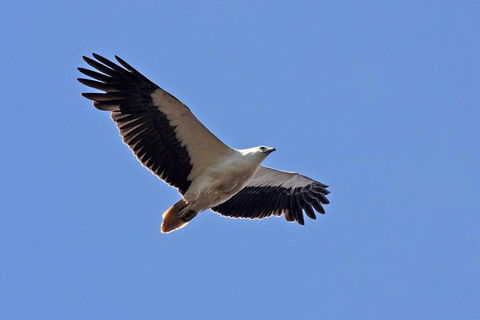 Lake Argyle Birdwatching Charter - Accommodation Coffs Harbour 4