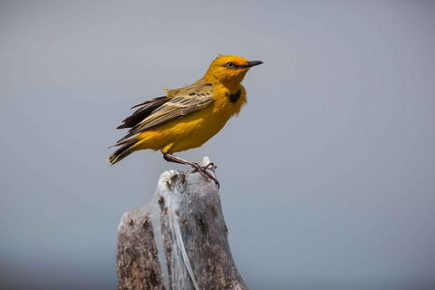 Lake Argyle Birdwatching Charter - Accommodation Coffs Harbour 2