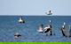 Lake Argyle Birdwatching Charter - thumb 8