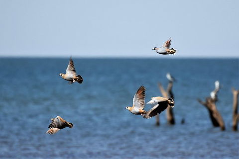 Lake Argyle Birdwatching Charter - Accommodation Coffs Harbour 8