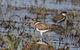Lake Argyle Birdwatching Charter - thumb 7