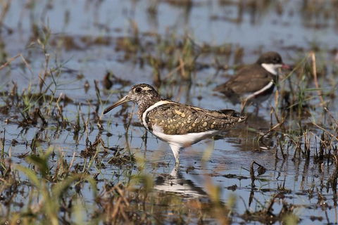 Lake Argyle Birdwatching Charter - Accommodation Coffs Harbour 7