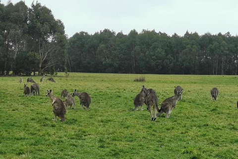 Private Tour: Great Ocean Road From Melbourne - Accommodation Coffs Harbour 18
