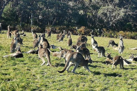 Private Tour: Great Ocean Road From Melbourne - Accommodation Coffs Harbour 20