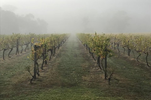 2-Day Yarra Valley Wine Tour With Luxury Vineyard Resort Stay - Accommodation Coffs Harbour 11