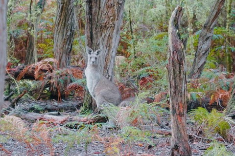 Small-Group Great Ocean Road Day Trip From Melbourne - Accommodation Coffs Harbour 9