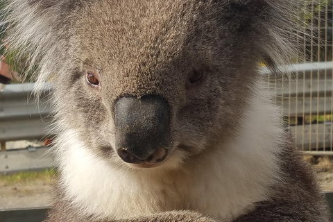 2 Day Great Ocean Road Tour From Melbourne - Accommodation Coffs Harbour 12