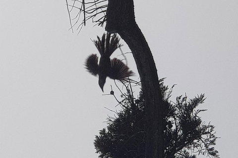 2 Day Great Ocean Road Tour From Melbourne - Accommodation Coffs Harbour 6