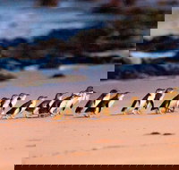 Phillip Island Penguin Parade Entry and Express Shuttle from Melbourne