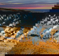 Phillip Island Tour from Melbourne