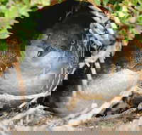 Phillip Island Penguin Parade Evening Tour