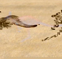 Koalas and Kangaroo in the Wild Tour from Melbourne