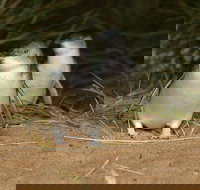 Express Expedition to Phillip Island Penguin Wildlife Encounter Evening Tour