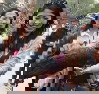 Puffing Billy Moonlit Sanctuary  Penguins Day Tour