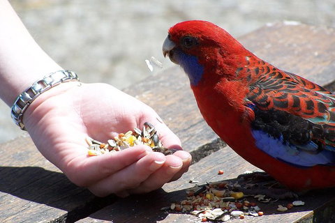 Puffing Billy Train With Optional Penguin Parade Or Melbourne City Tour - Accommodation Coffs Harbour 1