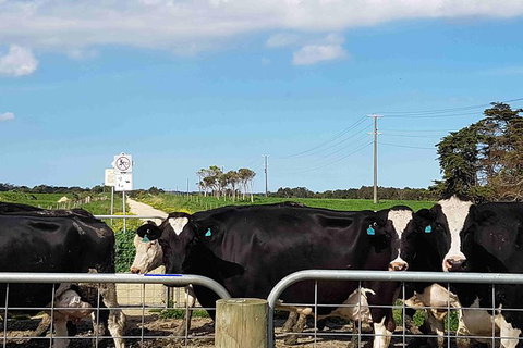 Great Southern Getaway Cycle Tour - Accommodation Coffs Harbour 9