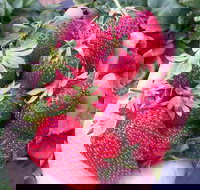 Mornington Peninsula including Strawberry Farm Day Tour from Melbourne