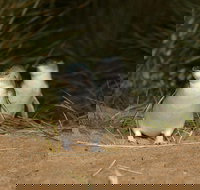 Full-Day Penguin Parade and Melbourne City Tour From Melbourne