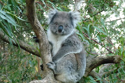 Melbourne Combo: Great Ocean Road Tour And Phillip Island Penguin Parade Tour - Accommodation Coffs Harbour 1