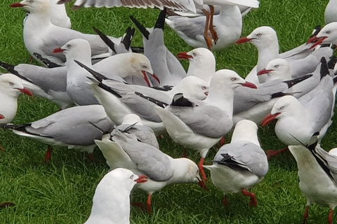 Full-Day Great Ocean Road Tour From Melbourne - Accommodation Coffs Harbour 9