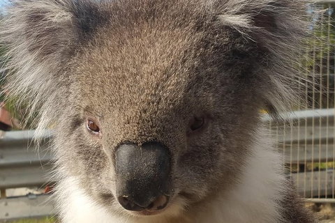 Full-Day Great Ocean Road Tour From Melbourne - Accommodation Coffs Harbour 6