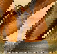 Champion Racehorse Tour with Beer and Wine Tasting