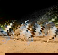 Phillip Island  Maru Koala and Animal Park Full-day Tour