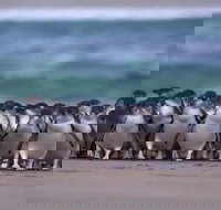 Premium Penguin Express Tour from Melbourne