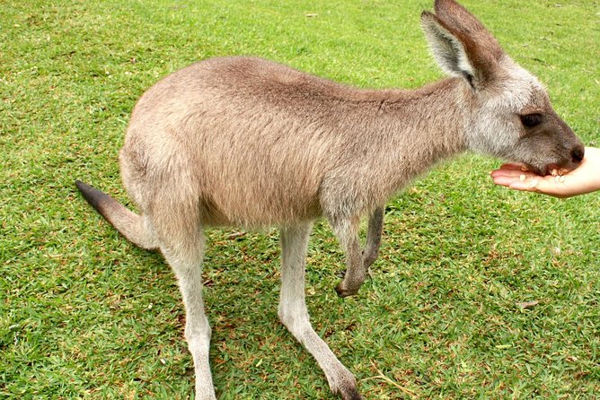 Smiths Beach VIC Accommodation Coffs Harbour