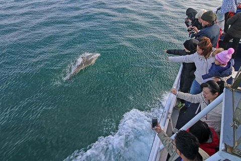 Phillip Island Whale Watching Tour - Accommodation Coffs Harbour 1