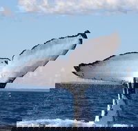 Phillip Island Whale Watching Tour - Accommodation Coffs Harbour