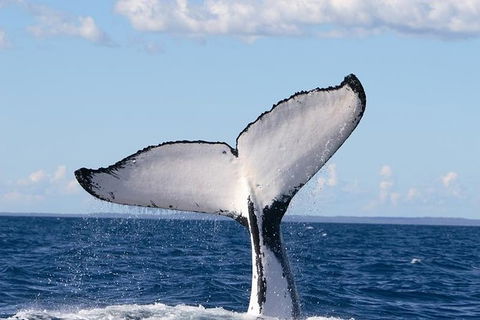Phillip Island Whale Watching Tour - Accommodation Coffs Harbour 0