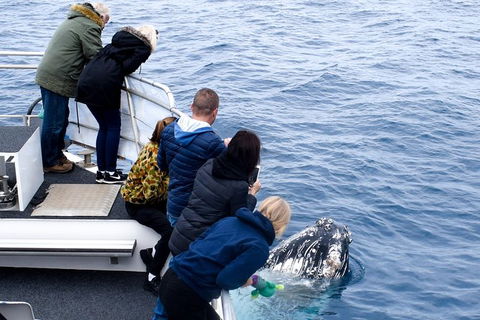Phillip Island Whale Watching Tour - Accommodation Coffs Harbour 7