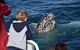 Phillip Island Whale Watching Tour - thumb 8