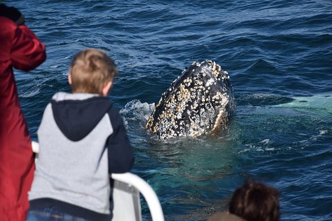 Phillip Island Whale Watching Tour - Accommodation Coffs Harbour 8